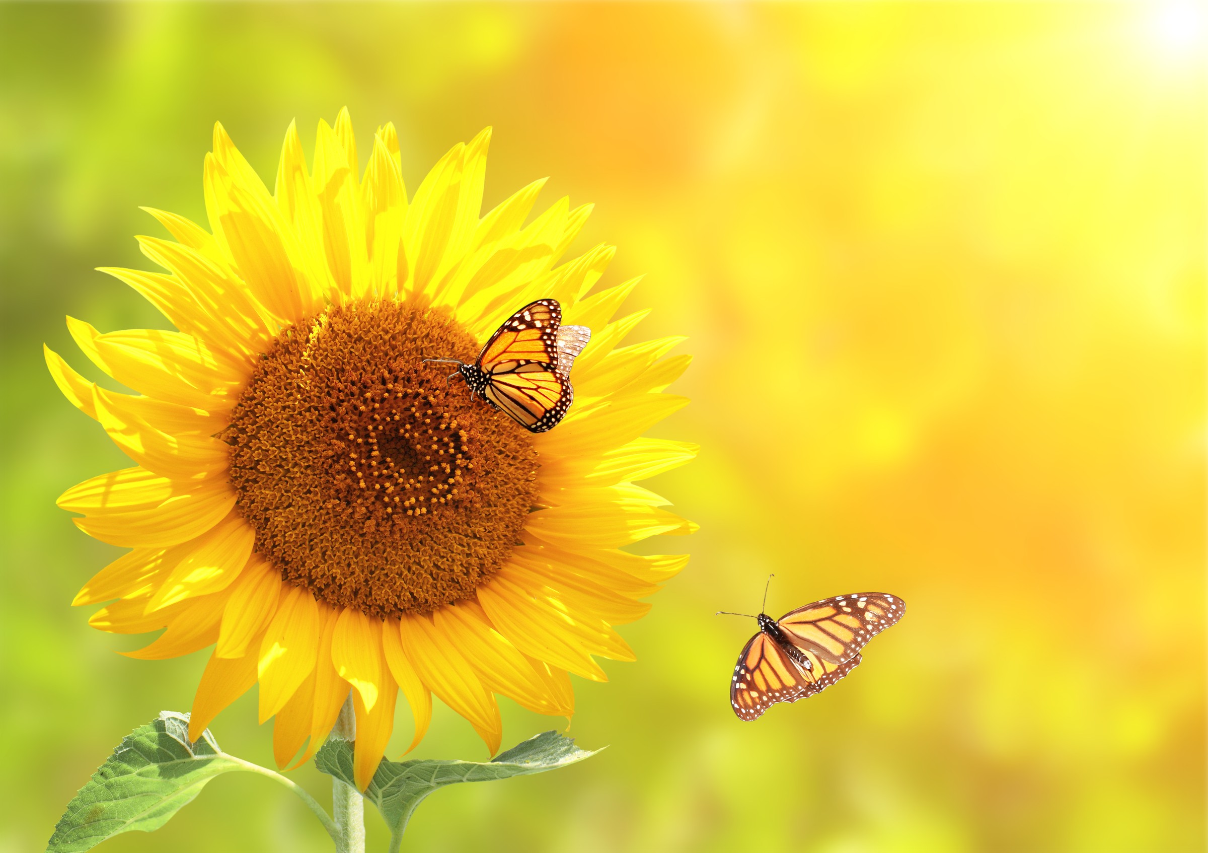 Sonnenblume mit Schmetterlingen